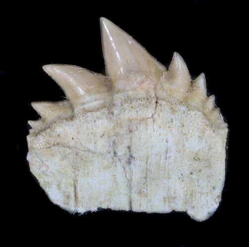 Symphyseal Cow Shark (Hexanchus) Tooth - Morocco #35024